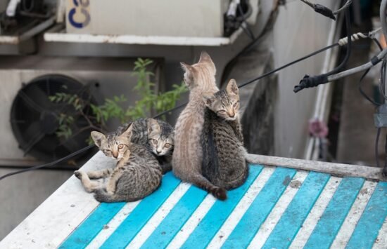 Бездомные котята сидят на крыше