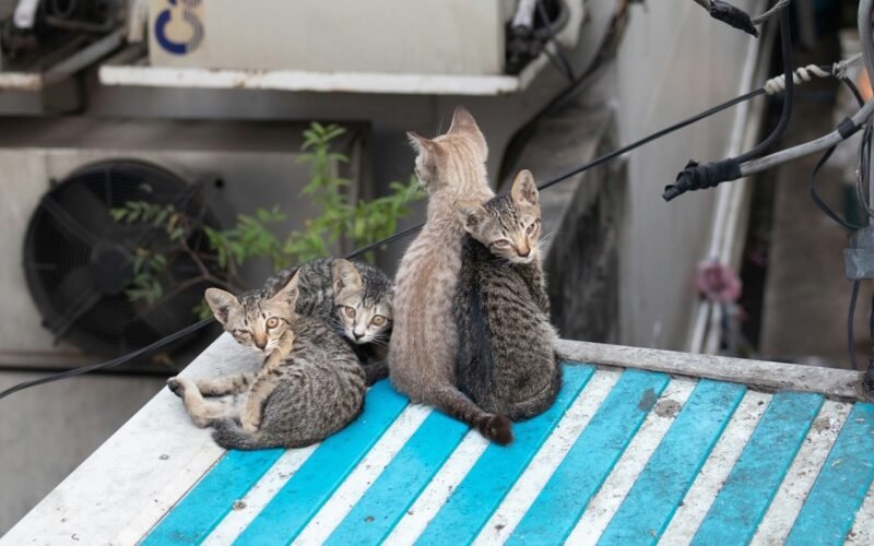 Бездомные котята сидят на крыше