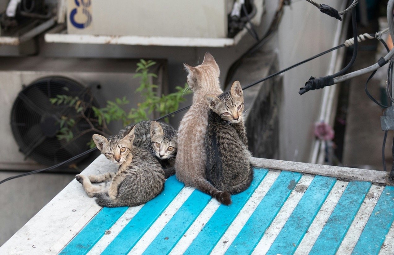 Бездомные котята сидят на крыше