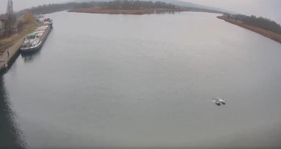 Два дельфина в реке Одра в Польше