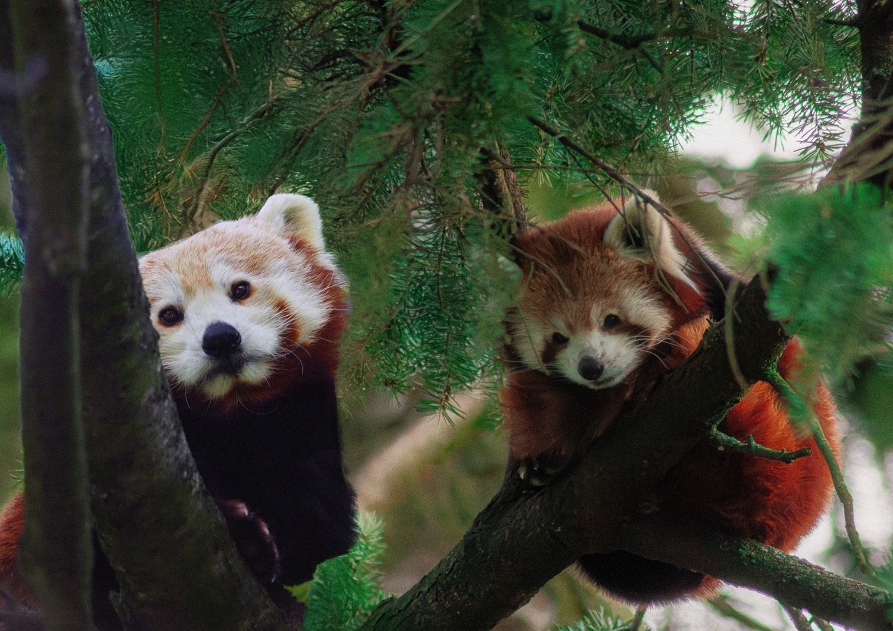 Красные панды в зоопарке Варшавы