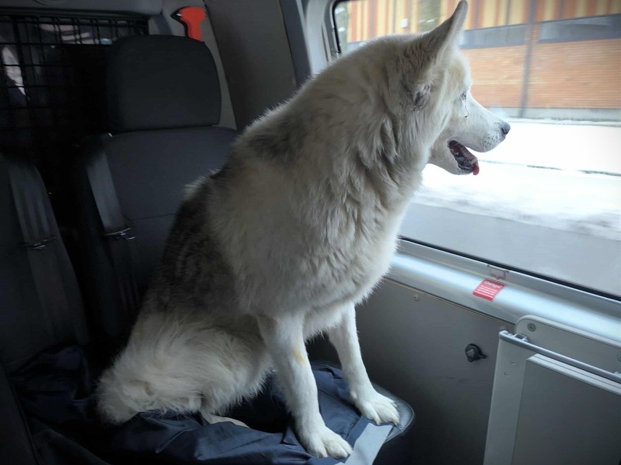 Собака сидит в полицейской машине