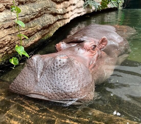 Cтарейшая в Польше бегемотиха Пелагия