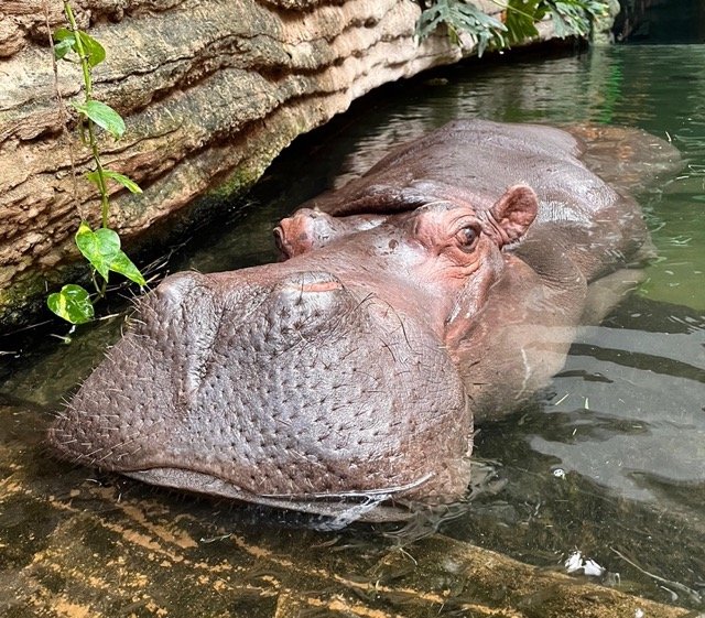 Cтарейшая в Польше бегемотиха Пелагия