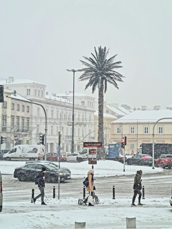пальма в Варшаве