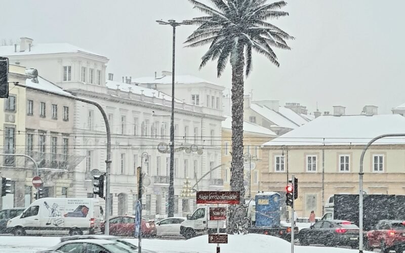 пальма в Варшаве