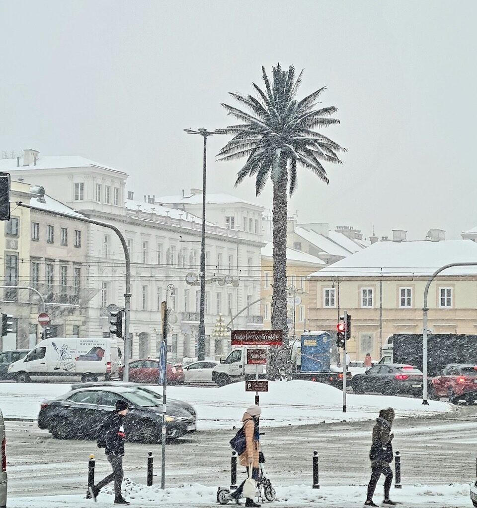пальма в Варшаве