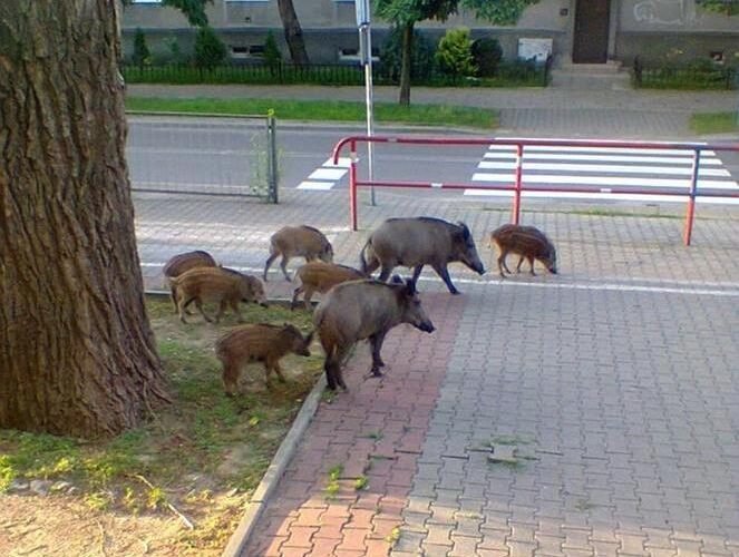 Дикие кабаны в Варшаве