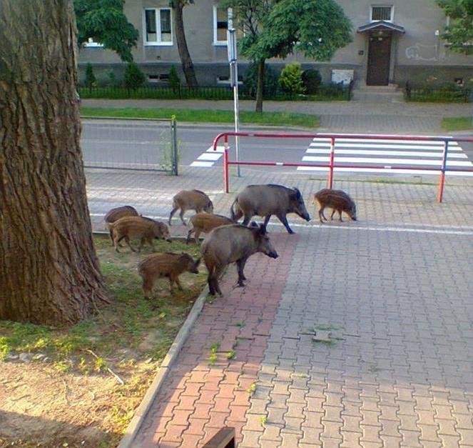 Дикие кабаны в Варшаве