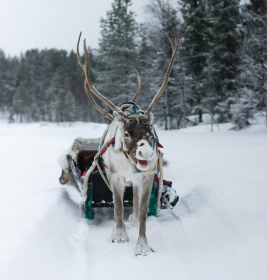 Оленья упряжка в Лапландии