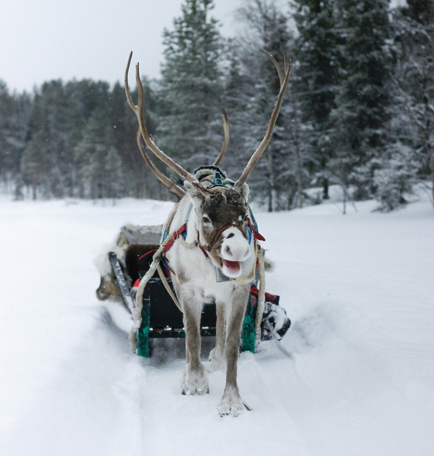 Оленья упряжка в Лапландии
