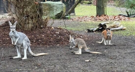 Рыжие кенгуру в варшавском зоопарке