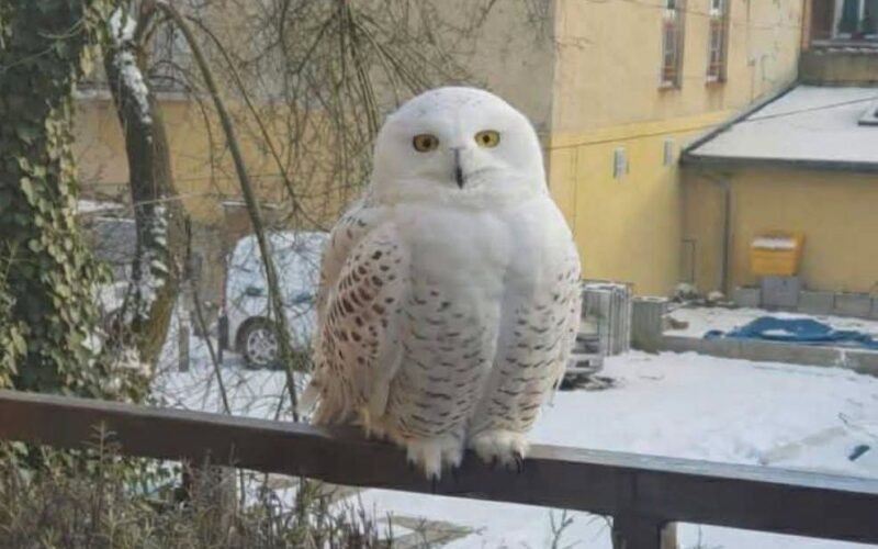 Белая сова в Щецине