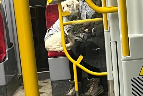 Варшавский автобус внутри, пассажир с собакой на сиденье