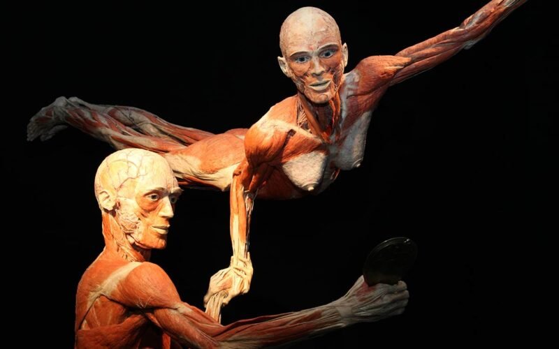 Выставка BODY WORLDS