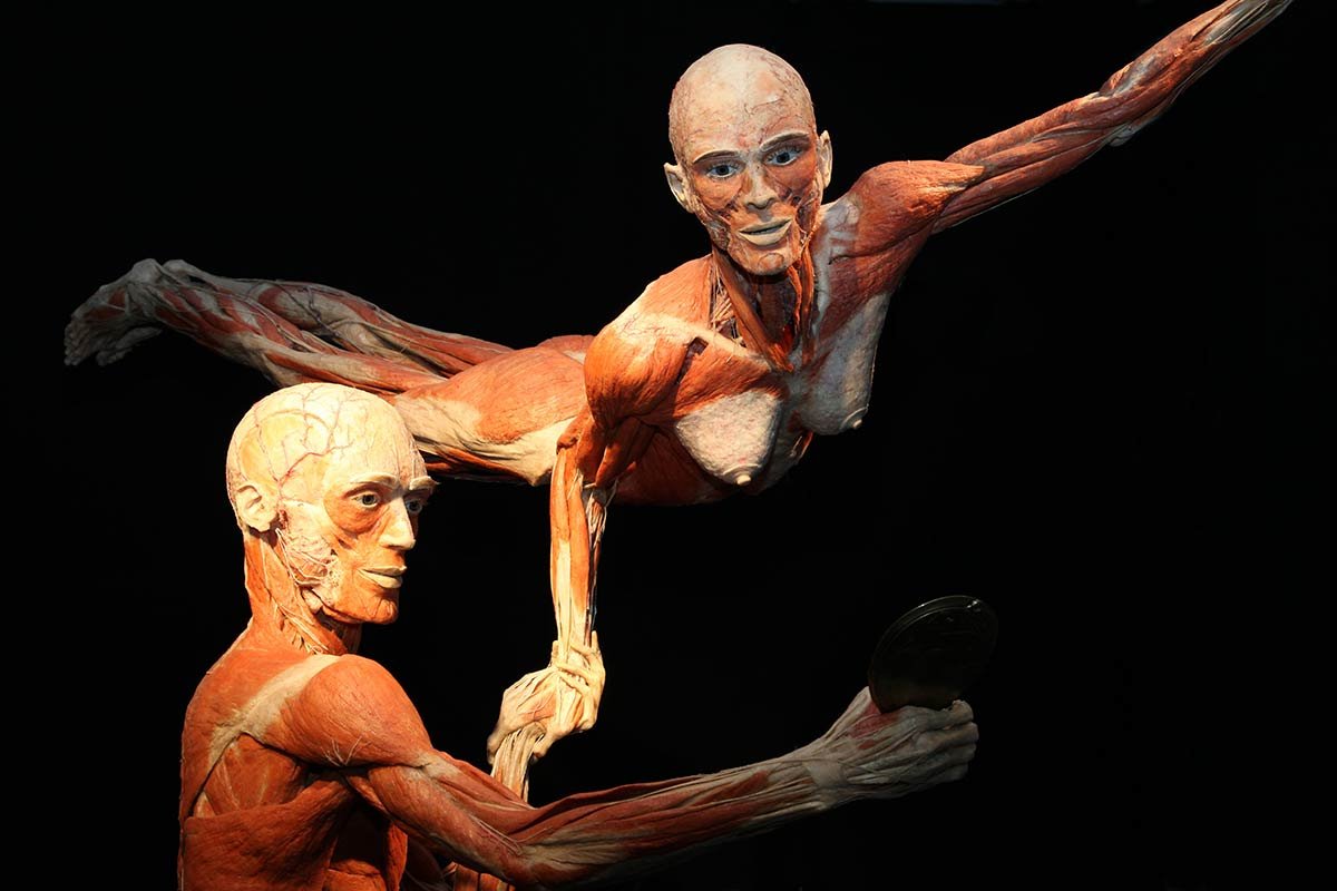 Выставка BODY WORLDS
