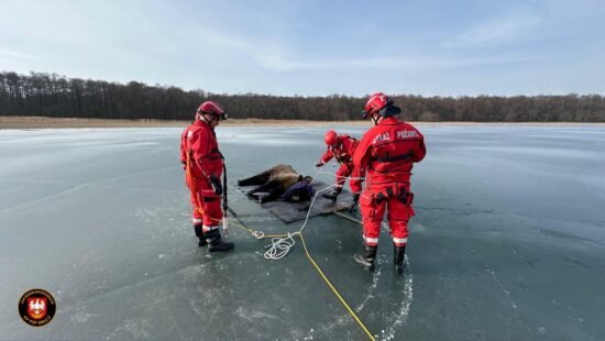 спасение зубра на замёрзшем озере