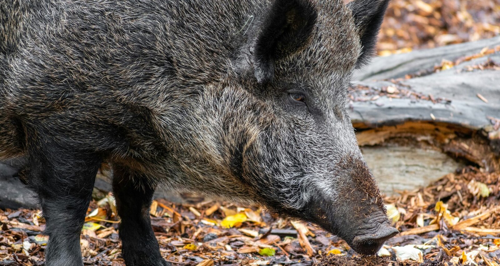 дикий кабан