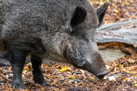 дикий кабан