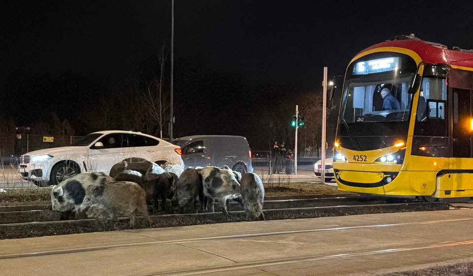 Стадо диких кабанов преградило путь трамваю в Варшаве
