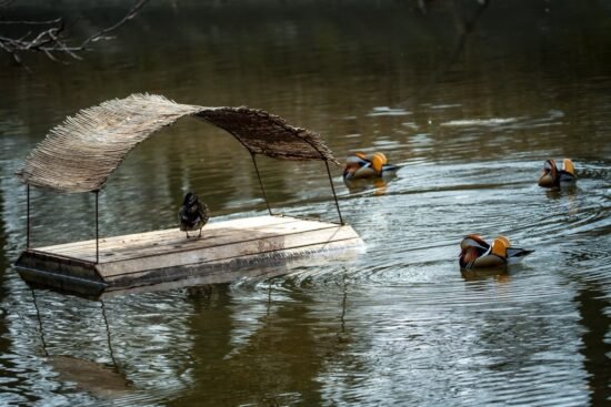 Домики для водоплавающих птиц в Варшаве