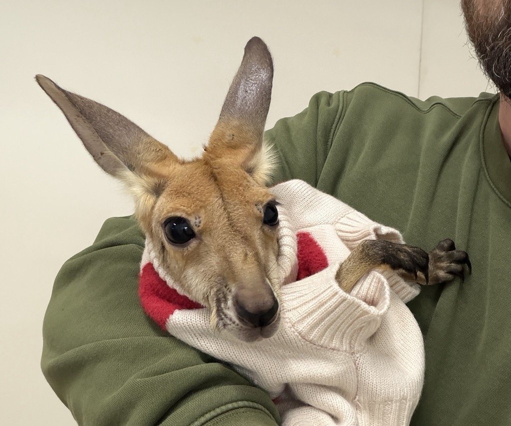 кенгурёнок в зоопарке Варшавы